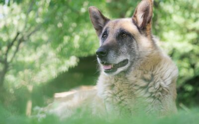 7 Health Tips Every Senior Pet Parent Should Know