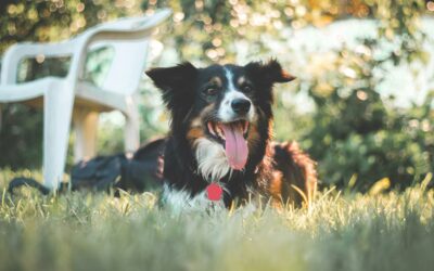 Don’t Let Summer Stress Out Your Pet: Common Seasonal Triggers and How to Help