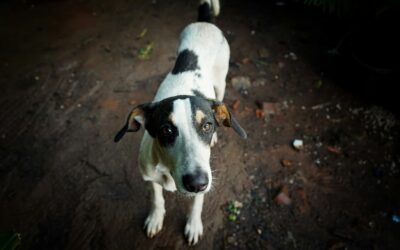 What Is Pet Microchipping and How Does It Work?